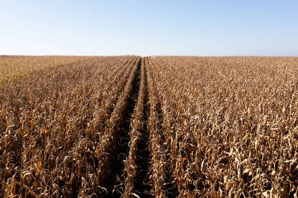 Güzel Bir Buğday Tarlasının Havadan Görünüşü — Stok fotoğraf