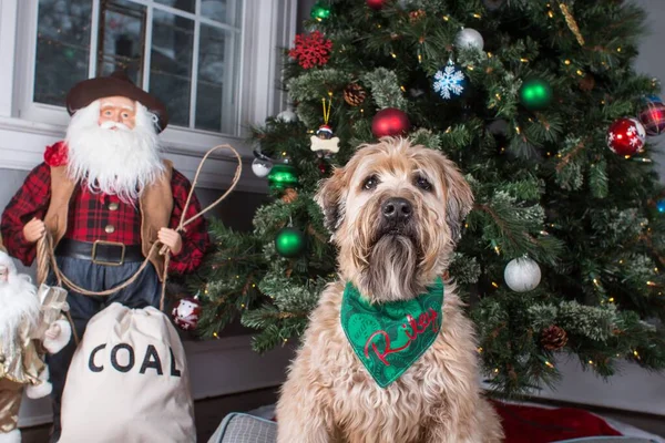 Portrait Adorable Wheaten Terrier Scarf Sitting Christmas Tree — Stock Photo, Image