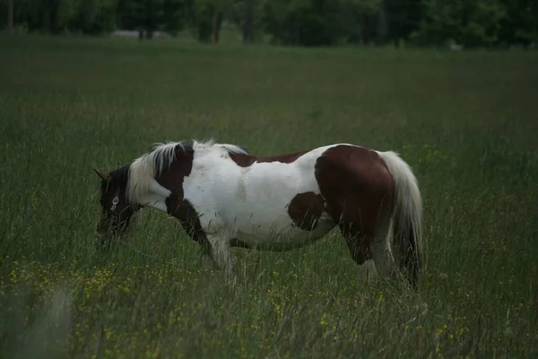 Een Zij Close Van Chincoteague Pony Paard Grazen Het Groene — Stockfoto