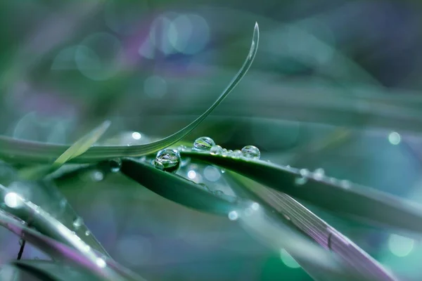 在绿草叶上滚动的水滴的特写镜头 — 图库照片