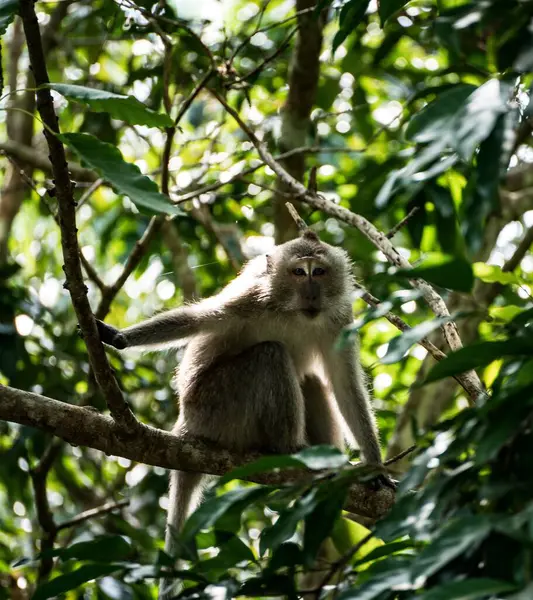 Egy Függőleges Felvétel Egy Majomról Koh Phangan Dzsungelben Thaiföldön — Stock Fotó