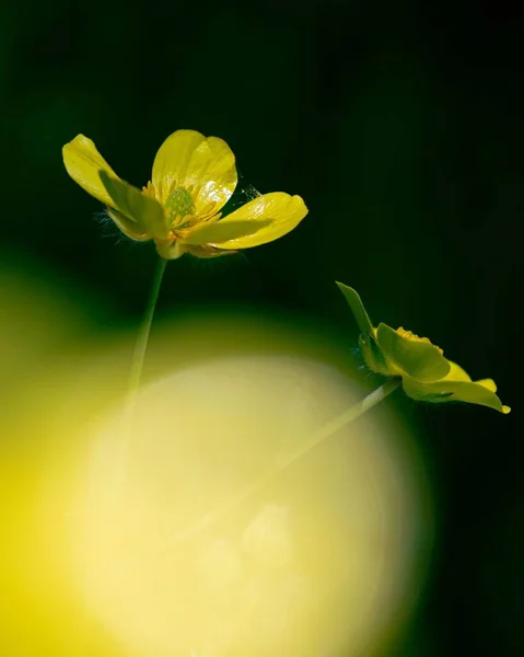 Ένα Κάθετο Κοντινό Πλάνο Ανθισμένα Κίτρινα Άνθη Βουτύρου — Φωτογραφία Αρχείου
