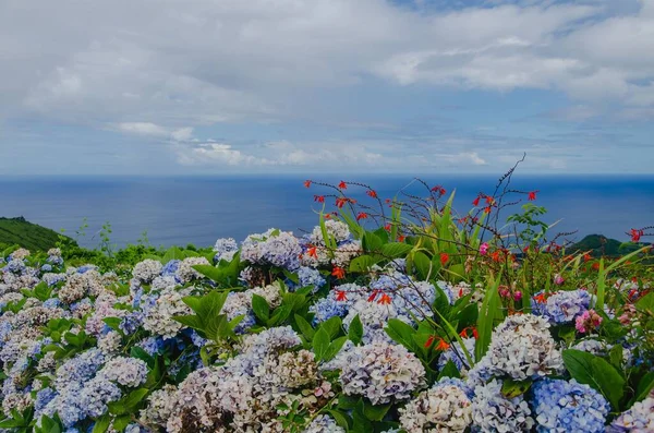 Ένα Όμορφο Λουλούδι Άνθιση Πράσινα Φύλλα Και Μπλε Νερό Στο — Φωτογραφία Αρχείου