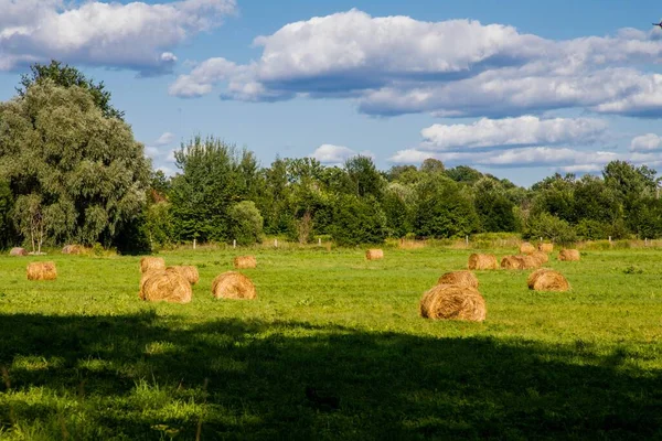 Uno Splendido Scenario Verde Terreno Agricolo Con Alberi Una Giornata — Foto Stock