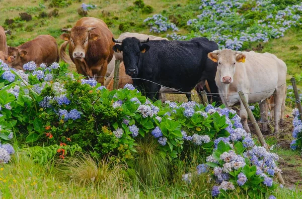 A group of cows behind a fence in a farm with flowers in bloom