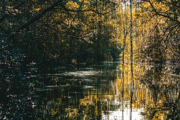 黄色の木々が生い茂る秋の森の中の美しい穏やかな反射川 — ストック写真