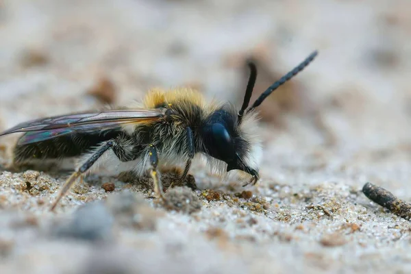 Closeup Shot Small Male Sallow Mining Bee Garden — Stock Photo, Image