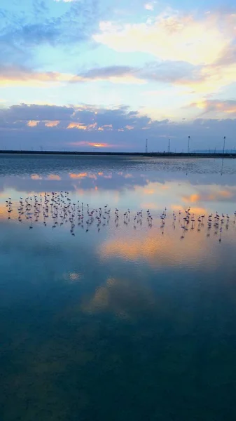 Vertikal Bild Limassol Salta Sjön Med Rosa Flamingos Vid Solnedgången — Stockfoto