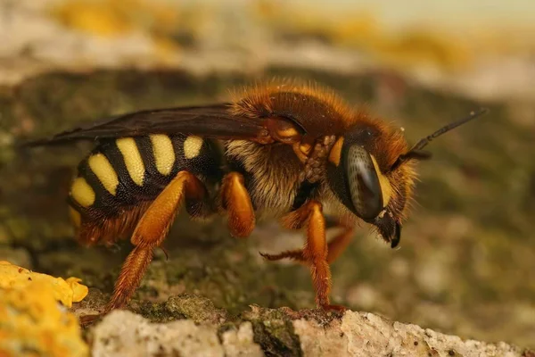 Een Close Shot Van Een Rhodanthidium Septemdentatum Bee Een Tuin — Stockfoto