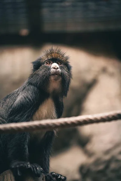 Tiro Vertical Macaco Cativeiro — Fotografia de Stock