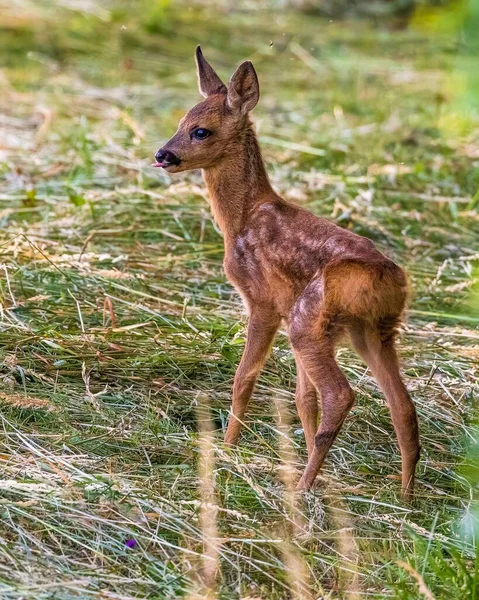 Roe Deer Capreolus Capreolus Green Meadow — Stock Photo, Image