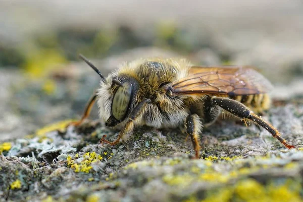 Makro Ujęcie Samca Śródziemnomorskiej Pszczoły — Zdjęcie stockowe