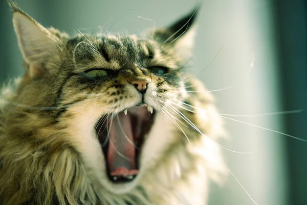 Eine Nahaufnahme Einer Entzückenden Gähnend Gestromten Katze — Stockfoto