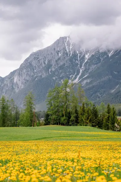 Vertical Closeup Yellow Daisy Flower Field Forest Mountains Clouds Top — Stock Photo, Image