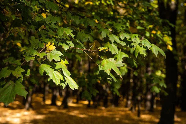 Зелене Листя Дерева Лісі — стокове фото