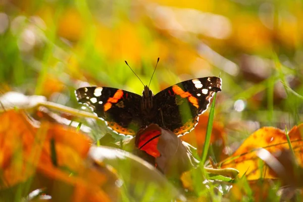 Rear Selective Focus Red Admiral Yellow Leaves Grass Blurred Background — Stock Photo, Image
