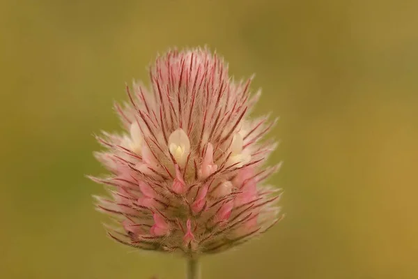 Tiro Seletivo Foco Arvense Trifolium Isolado Fundo Borrado — Fotografia de Stock