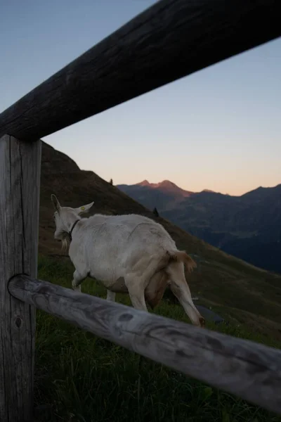 黄金の時間の日没にイタリアの山の上にヤギの垂直ショット — ストック写真