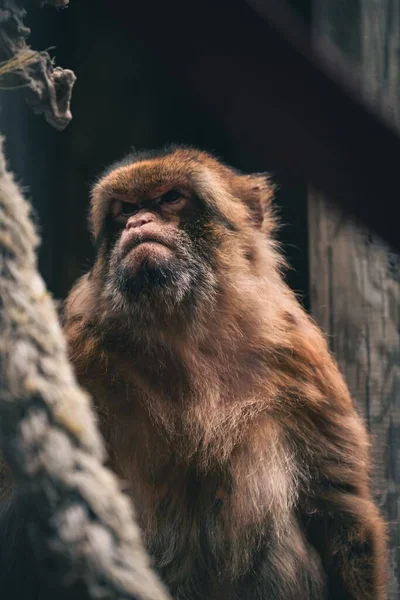 Eine Vertikale Aufnahme Eines Mürrischen Affen Gefangenschaft — Stockfoto