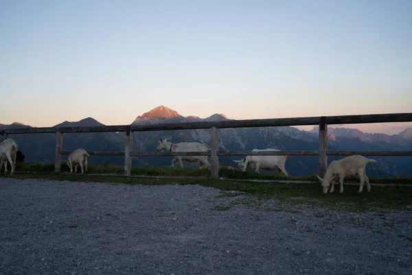 Grupo Cabras Cima Una Montaña Atardecer Una Hora Dorada Italia —  Fotos de Stock