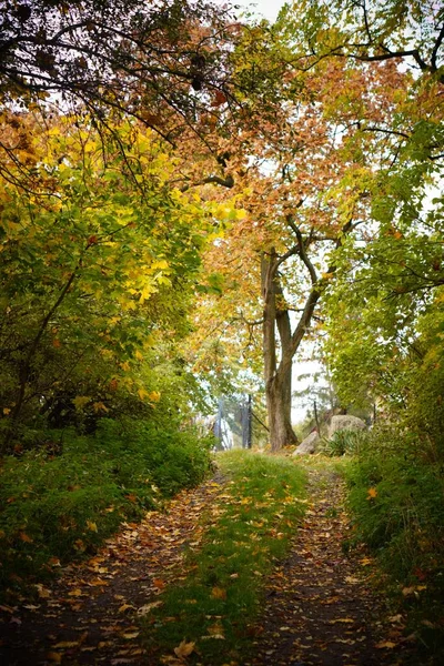 Вертикальный Снимок Узкого Пути Через Овинский Лес Польше Осенью — стоковое фото