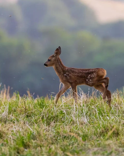Roe Deer Capreolus Capreolus Green Meadow — Stock Photo, Image