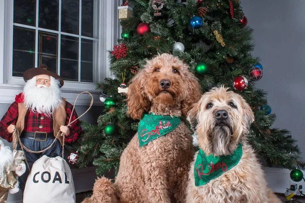 Portrait Adorable Goldendoodle Wheaten Terrier Scarfs Sitting Christmas Tree — Stock Photo, Image