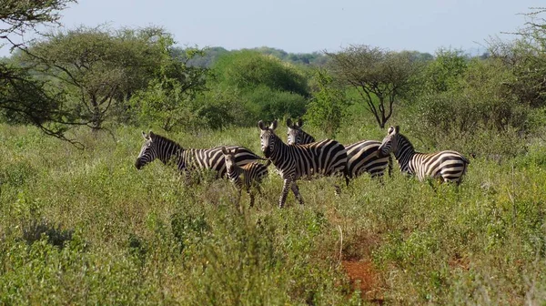Eine Gruppe Wilder Zebras Läuft Auf Einem Ländlichen Safarifeld Herum — Stockfoto