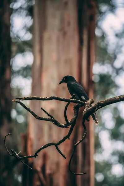 Вертикальный Снимок Австралийской Птицы Дереве Лесу — стоковое фото