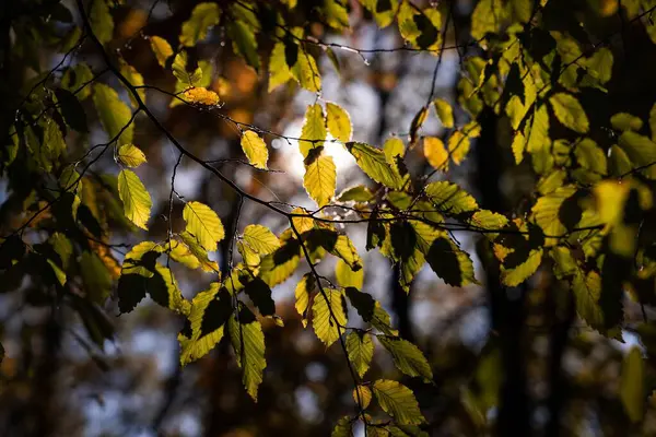 Зелене Листя Дерева Лісі Яскравим Сонцем Сяє Фоні — стокове фото