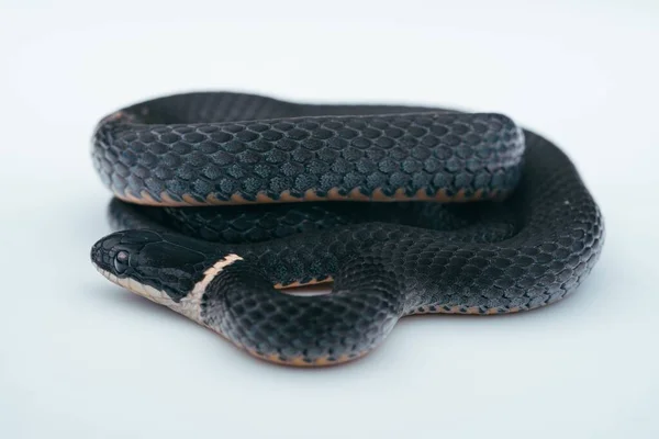 Una Macro Una Serpiente Cuello Anular —  Fotos de Stock