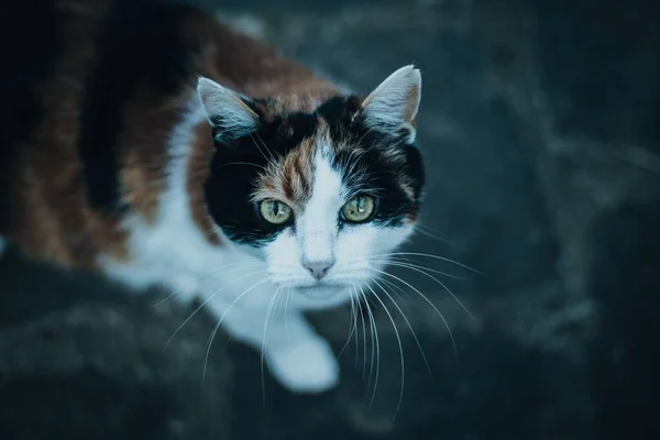Крупним Планом Знімок Чарівної Каліко Кішки Зеленими Очима — стокове фото