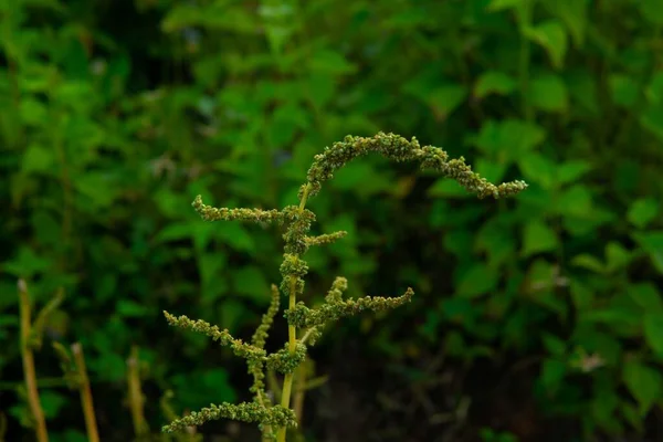 Primer Plano Una Delgada Planta Amaranto Amaranthus Viridis Jardín — Foto de Stock