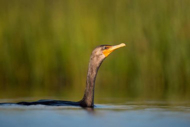 Çift Tepeli Karabatak 'ın yakın çekimi.