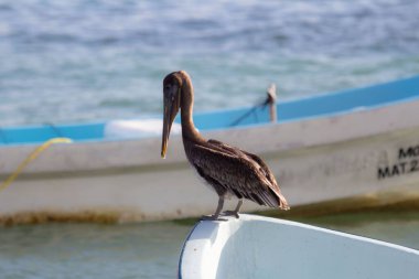 Balıkçı teknesinde duran bir pelikanın yakın plan fotoğrafı.