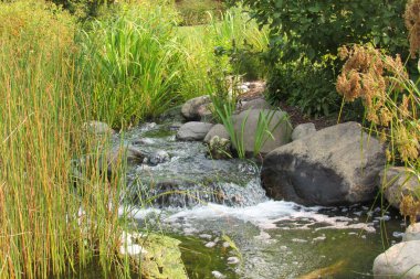 Yoğun ağaçlarla çevrili akan kayalık bir nehir.