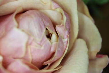 Bulanık arka planda narin pembe bir gülün makro çekimi.