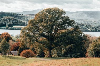 Windermere Gölü kıyısında güzel bir meşe ağacı. İngiltere, İngiltere.