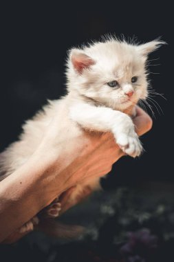 Siyah arka planı ve dikey görüntüsü olan bir adam tarafından delik deşik edilmiş bir Ragdoll kedisi.
