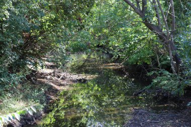 Yeşil ormanda akan bir nehir.