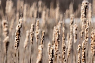 Bir tüy bitkisi tarlası.