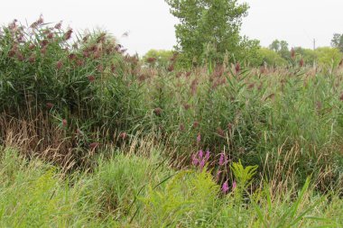 Yaygın bir sazlığın (Phragmites australis) doğal manzarası