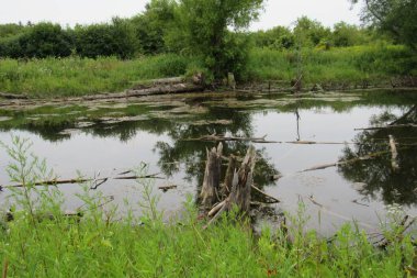 Etrafı yeşilliklerle çevrili bir göldeki ağaç kütükleri.