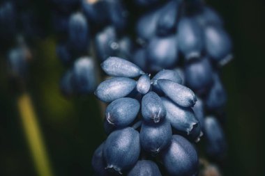 Muscari 'nin yakın çekimi (Üzüm sümbülü))