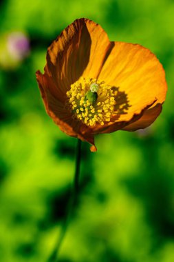 Tek portakallı Gal gelinciğinin yakın çekimi.