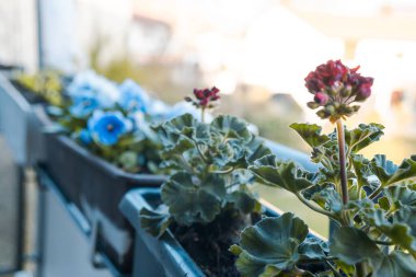 Pelargonium (Pelargonium) kozalarının seçici odak noktası bir balkon çitinin üzerine yerleştirilmiş çömlekler