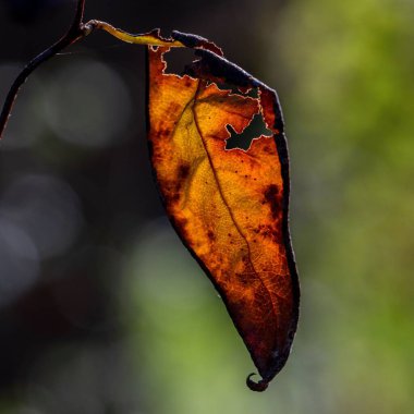 Güneş ışığının altındaki bir tarlada kuru bir yaprağın yakın çekimi bulanık bir arkaplan