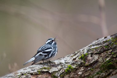 Güzel bir Siyah-Beyaz Warbler 'ın (Mniotilta varia) bir ağaca yakın plan çekimi.