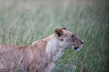 Kenya, Masai Mara 'da çim tarlasında yürüyen güzel bir dişi aslanın yakın çekimi.