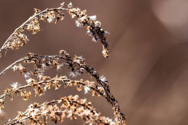 Bulanık bir arka planda bitkinin kuru dalları